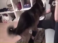 Amateur beastiality sex with dog and pet owner
